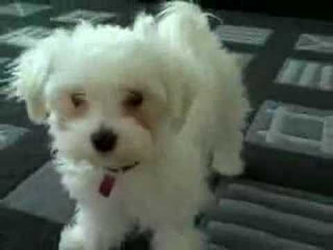 Maltipoo & Maltese puppies
