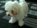 Maltipoo & Maltese puppies
