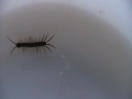 Centipede (Chilopoda) Locomotion