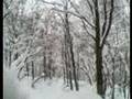 Snowboarding Ikenotaira Trees Off-Piste Japan