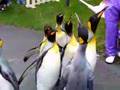 NOBORIBETSU,PENGUIN