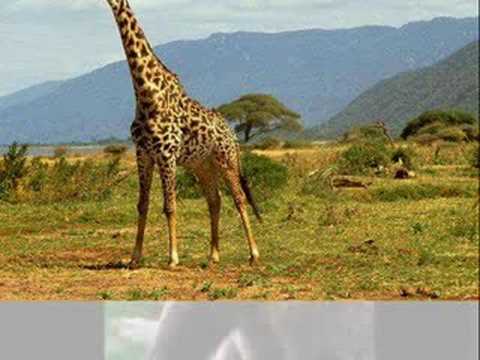 LES ANIMAUX