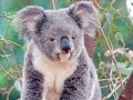LES ANIMAUX EN FRANÇAIS. APPRENDRE LES NOMS DES ANIMAUX.