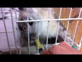 Click here to watch this video 薬を飲む斜頚のうさぎ ～Rabbit of torticollis,Take medicine with a syringe～