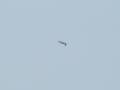 Pilot-RC 150cc EXTRA-300 maiden flight