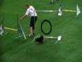 Schipperke Gory Bergerac Helsinki Agility WC ind. jumping