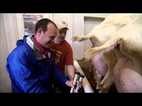 how to harvest goat milk