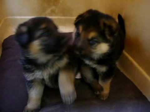 German Shepherd Puppies Playing