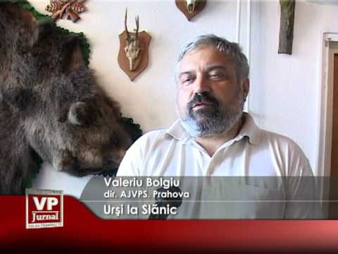 Urşi la Slănic