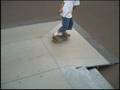 My Little Teaser For SkateVicious