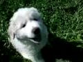 koutavakia puppies greece ioannina