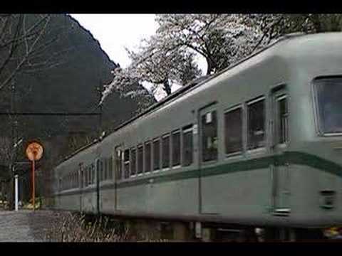 大井川鉄道　田野口駅の桜③電車発車