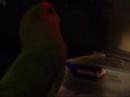 Lovebird in the dark Lovebird in the dark