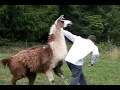 White Nigga Attacks Henry The Llama
