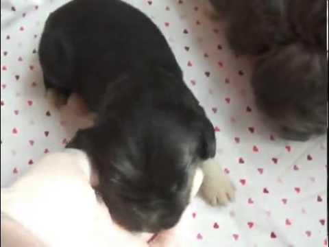 AKC Newfoundland Male Puppy Northeast