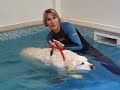 Dog swimming Dog swimming