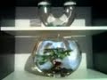 Crowntail Ustasa Vide
