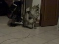 videos de Lundy, Aragon and Jinx. 2 maine coons and a Moggy :O}