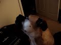 mutley bull mastiff howling
