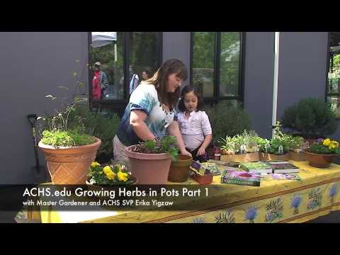 Growing Herbs in Pots at ACHS.edu