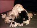 Cocker Welpen/Puppies/Szczenieta L-Wurf/Litter