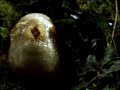 Slither Trailer 2 Slither Trailer 2