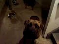 dogs