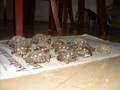    Record Guinness? Male tortoise, 35 tortoises female family!