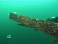 Loch Fyne Dive Charters