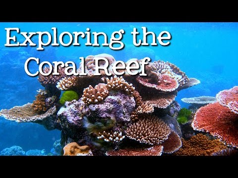 Exploring the Coral Reef: Learn about Oceans for Kids Thumbnail