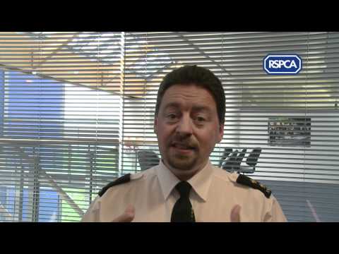 how to care for a rabbit rspca