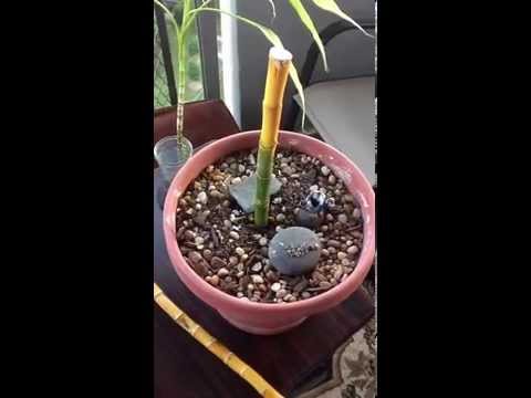 how to train lucky bamboo plants