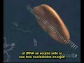 Sintesis proteica subtitulado