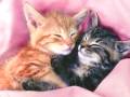 chat