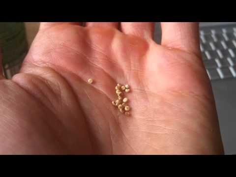 how to grow quinoa