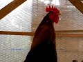 郡上地鶏、雄鶏の鳴き声
