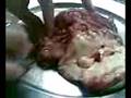 autopsia de un cerebro en el cole!