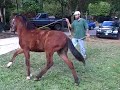 TROTE Y GALOPE M60 PUERTO RICO
