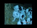 Pitit chiots.wmv
