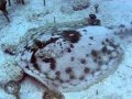 playa del carmen Oscarsub