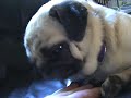 Pug Wild & Cute Pug Sneeze!!!