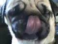 When Pugs attack and sneeze on the camera!
