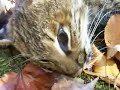 The Bobcat Who Died Before my Eyes The Bobcat Who Died Before my Eyes