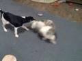 Baxter's Favorite String Toy (Kooper)