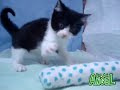 【ペットショップ エンゼル】お薦めの子犬・子猫 0911002.mpg