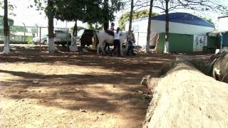 VÍDEO: Cavalos auxiliam na reabilitação de pacientes com deficiências neuromotoras