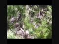 Click here to watch this video BIGFOOT RESEARCH 19 MAY 2012 VOCALIZATION CAPTURED.wmv