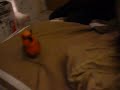 2lobsters1conure