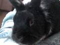 Buggsy
