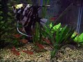 Aquario de 120 lts